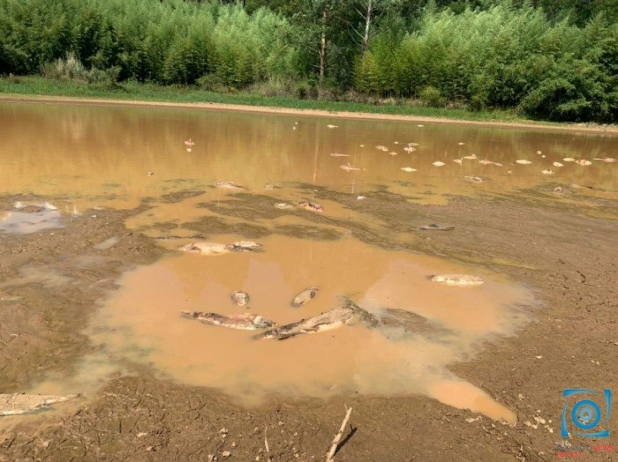 Seca Causa Mortandade De Peixes No Interior De Passo Fundo R Dio