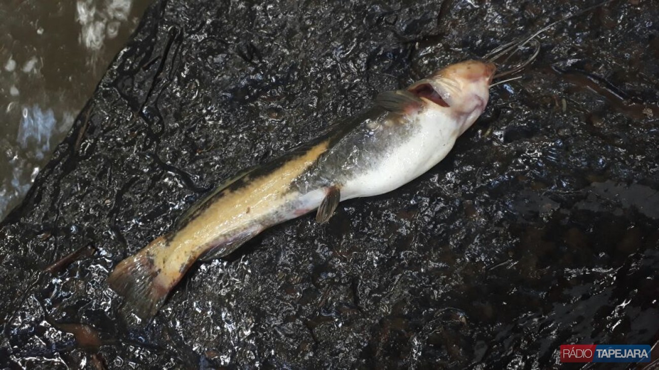 Peixes são encontrados mortos no interior de Tapejara
