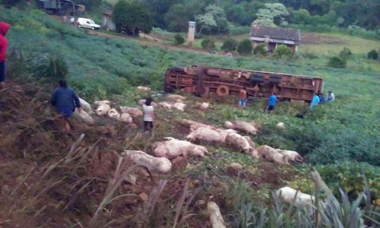 Caminhão carregado com suínos tomba no interior da cidade de São Valentim