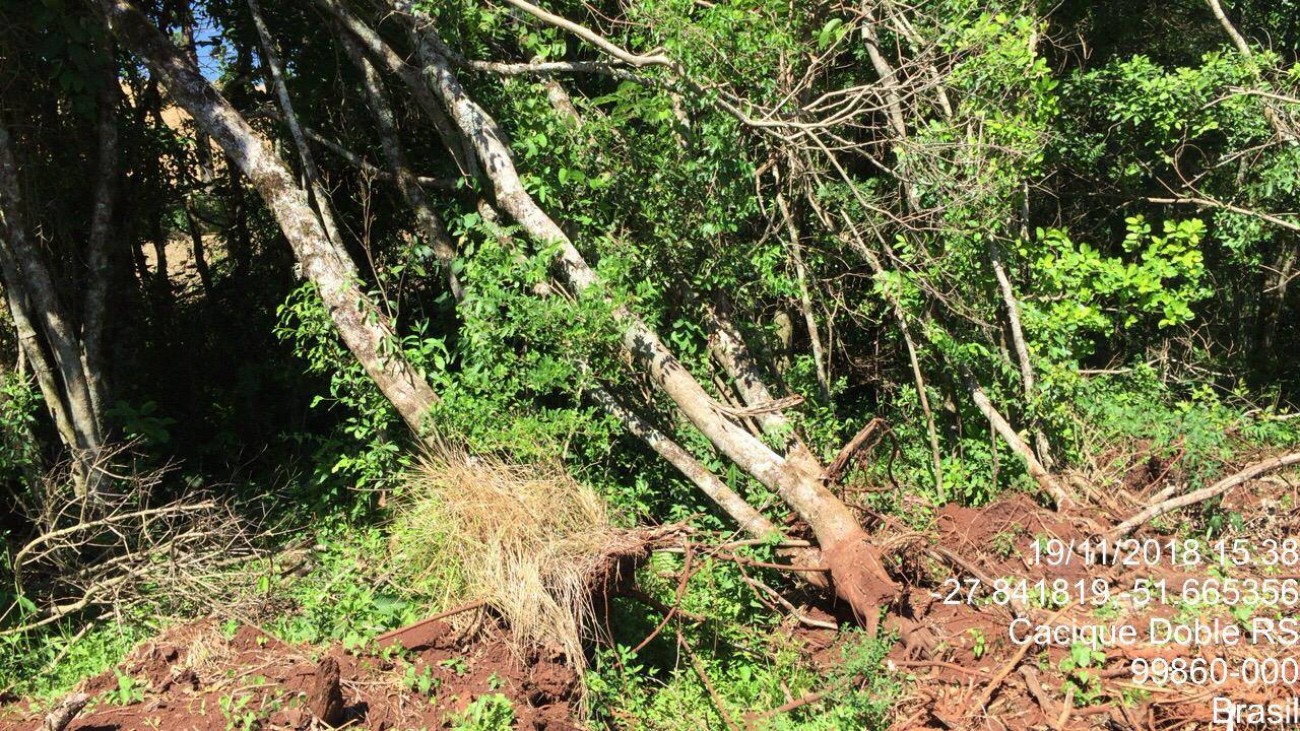 Patram constata corte irregular de vegetação nativa no interior de Cacique Doble