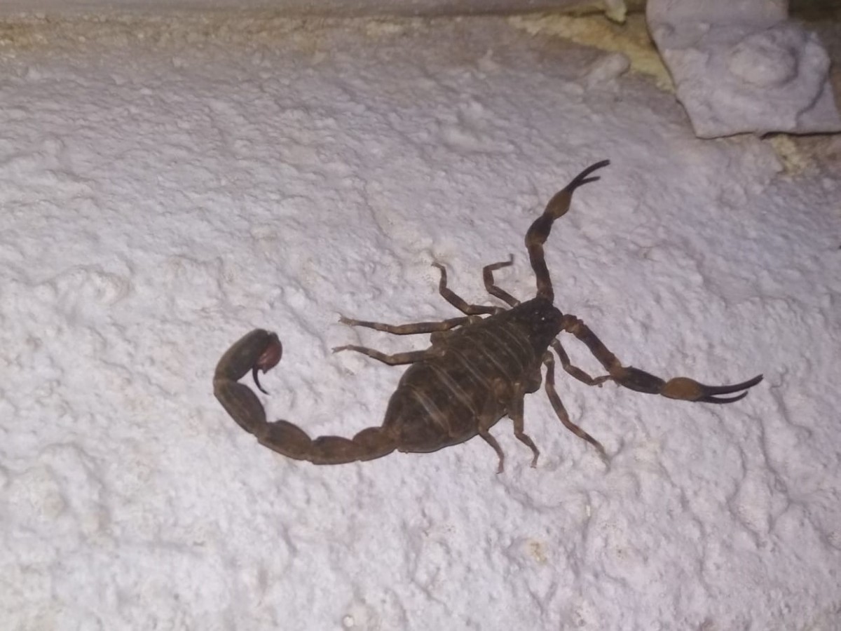 Em menos de 60 dias, dois escorpiões foram encontrados no mesmo local, em Ibiaçá