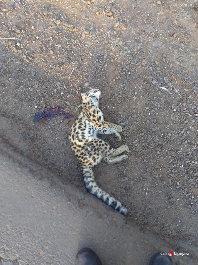 Animal é encontrado morto junto ao caminhódromo de Tapejara