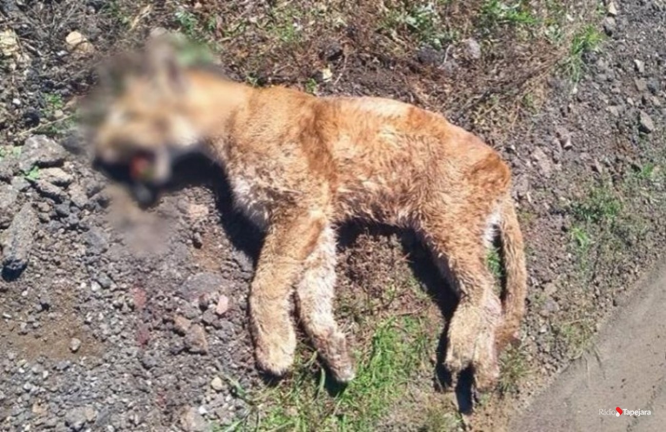 Leão Baio é encontrado morto entre Vila Lângaro e Coxilha