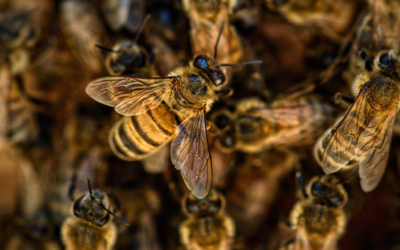 Ataque de abelhas deixa três pessoas feridas e dois cães mortos em SC