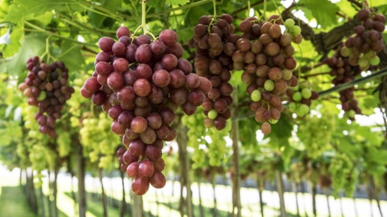 Safra de uva apresenta queda de 18,2% em relação a 2019