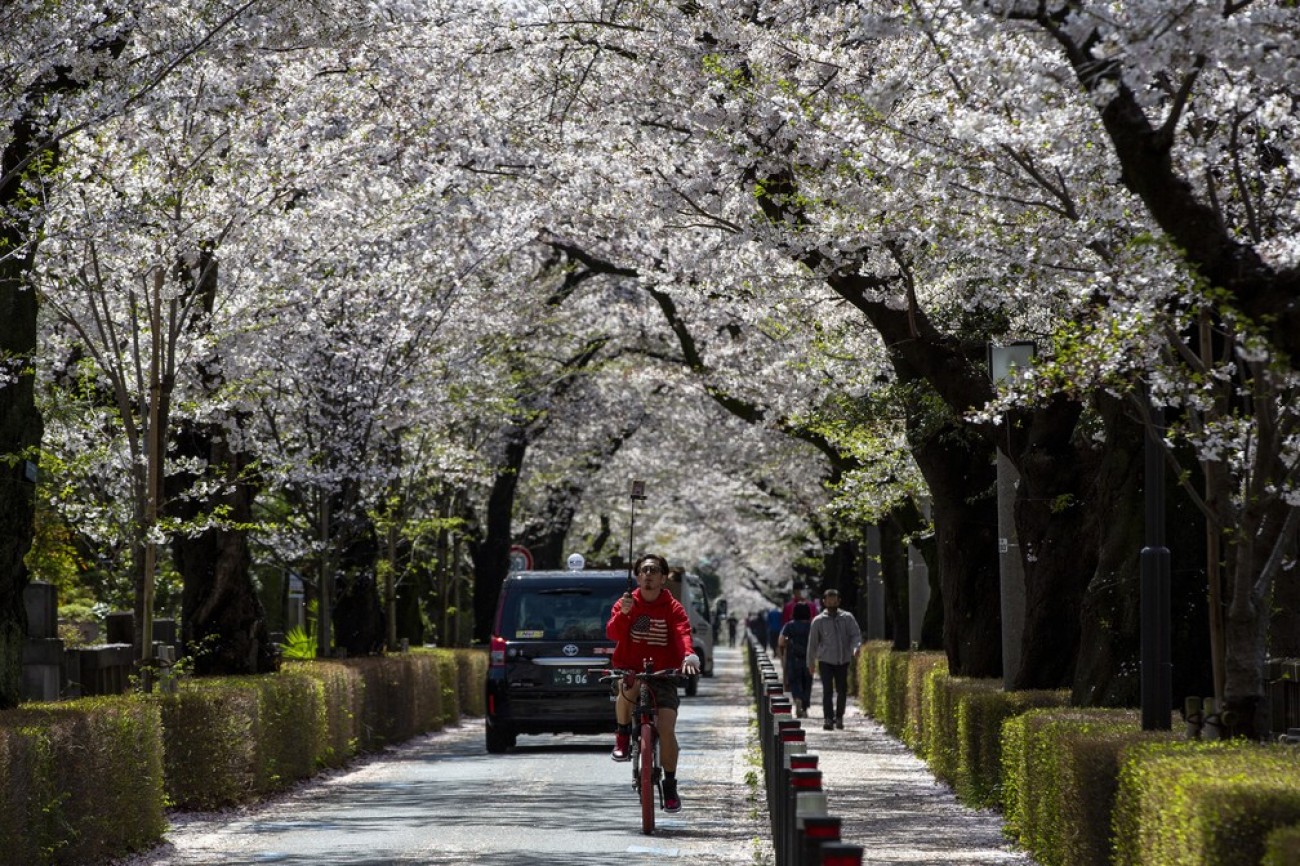 Japão tem florada das cerejeiras mais cedo em 1,2 mil anos