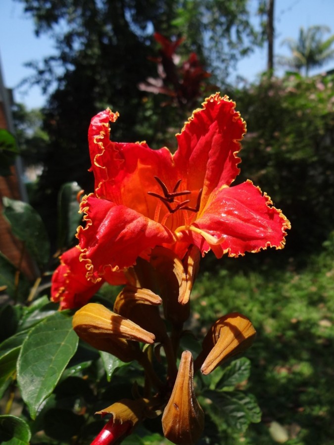Cidades de SC determinam cortes e outras medidas contra árvore com flor que pode intoxicar abelhas