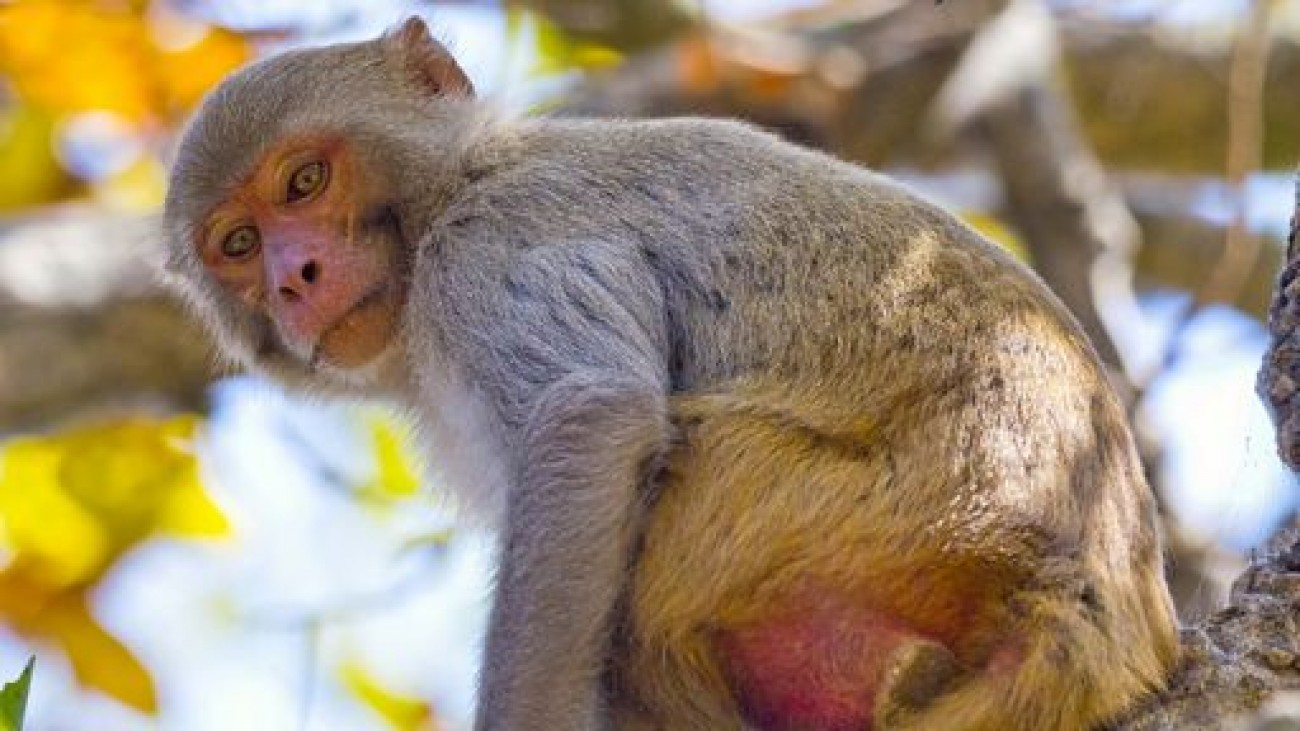 Herpes B: China registra primeira morte humana devido a vírus raro de macaco