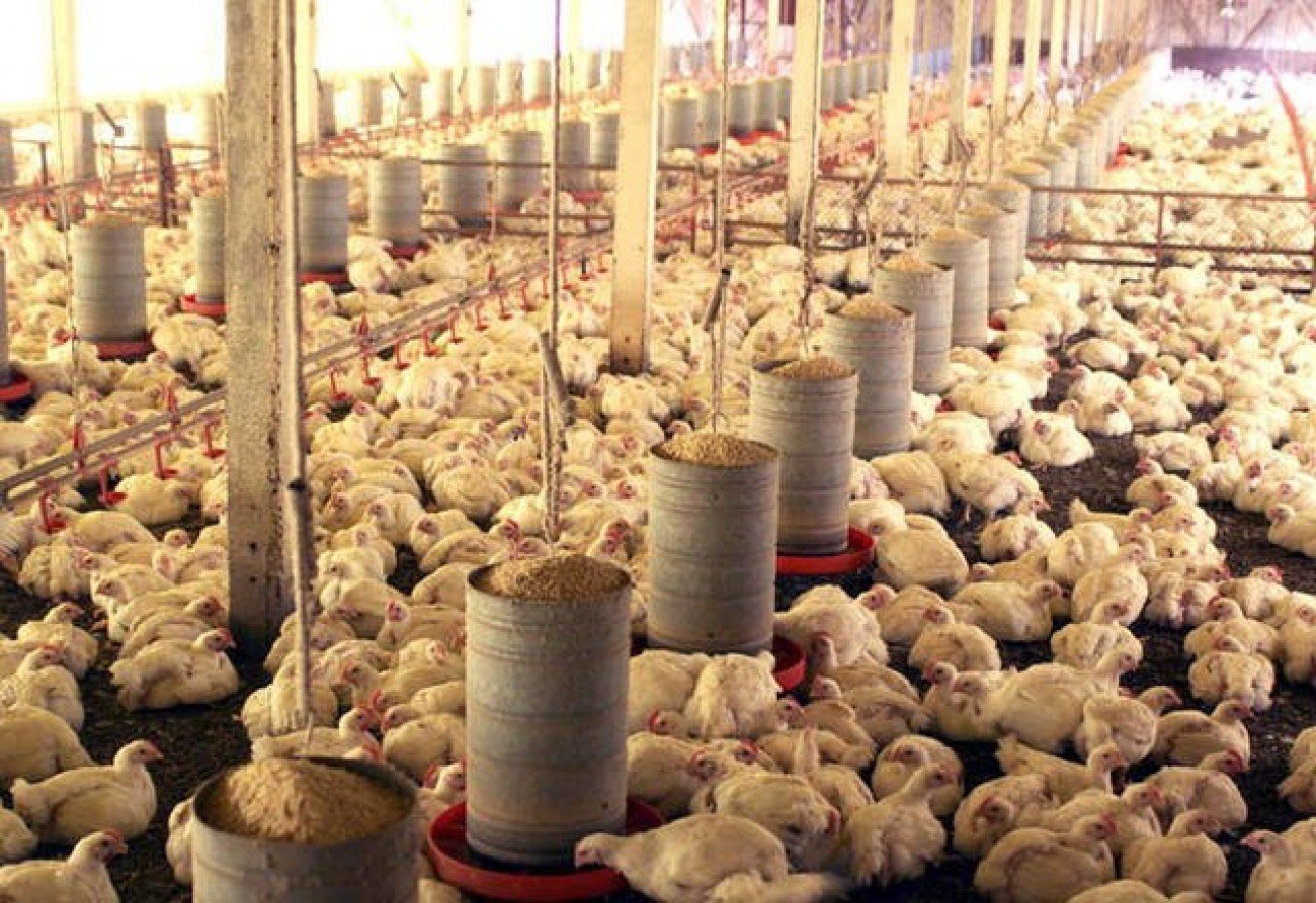 Nova geração de vacinas contra salmonella é aposta para garantir biosseguridade na avicultura