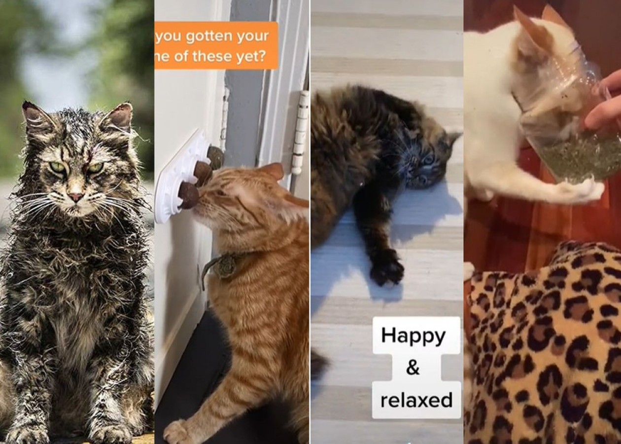 Catnip: perguntas e respostas sobre erva que alivia estresse e deixa gatinhos relaxados