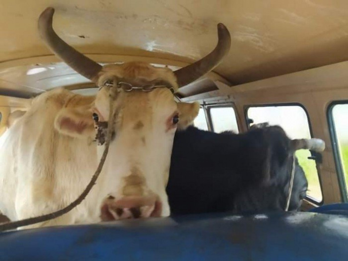 Homens S O Presos Transportando Duas Vacas Furtadas Dentro De Kombi No Rs R Dio Tapejara Fm