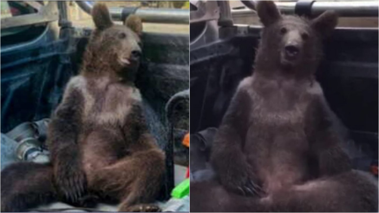 Ursa resgatada após comer mel alucinógeno na Turquia passa bem e ganha nome