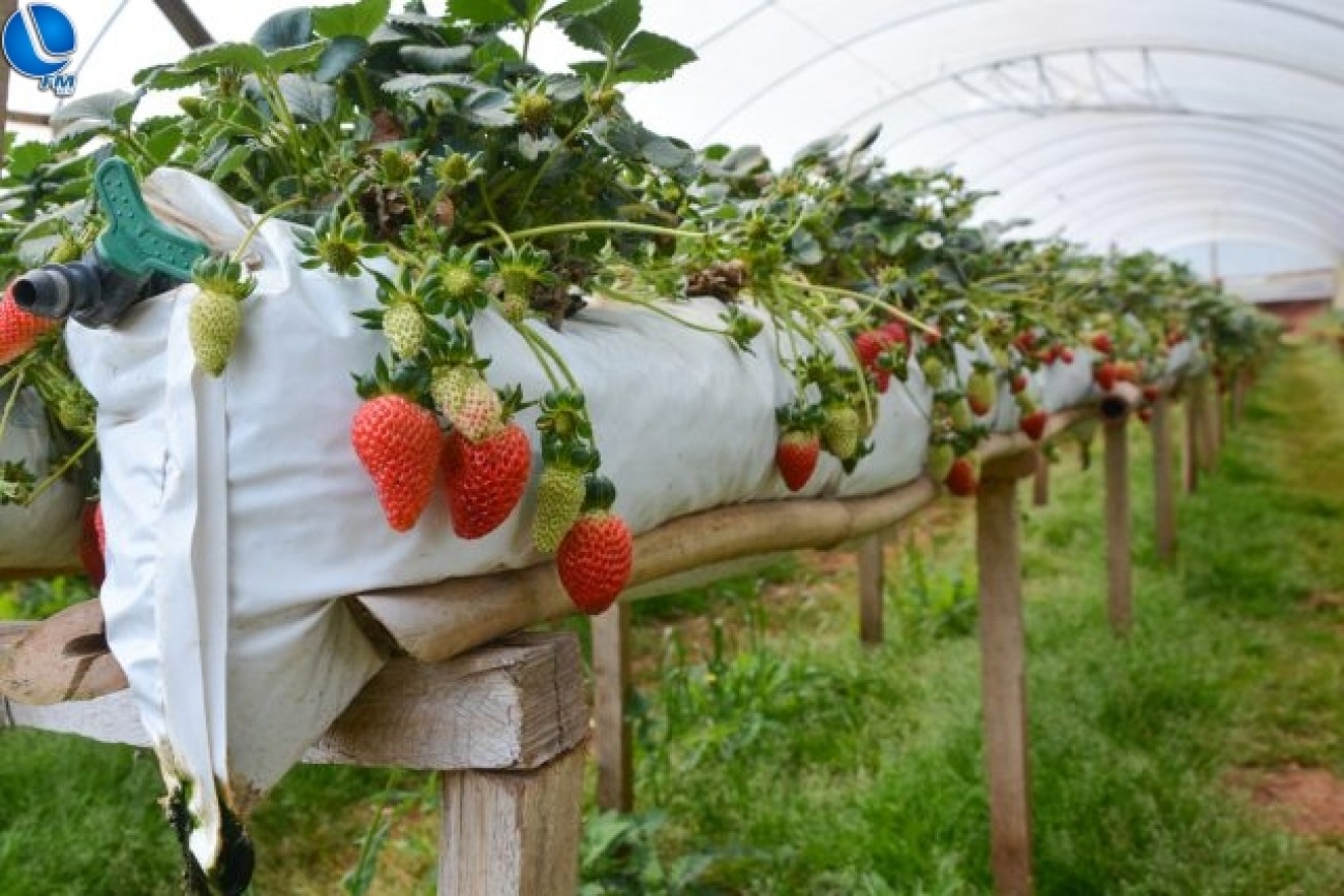 Lagoa Vermelha investe R$ 70 mil na produção de pequenos frutos e pomares