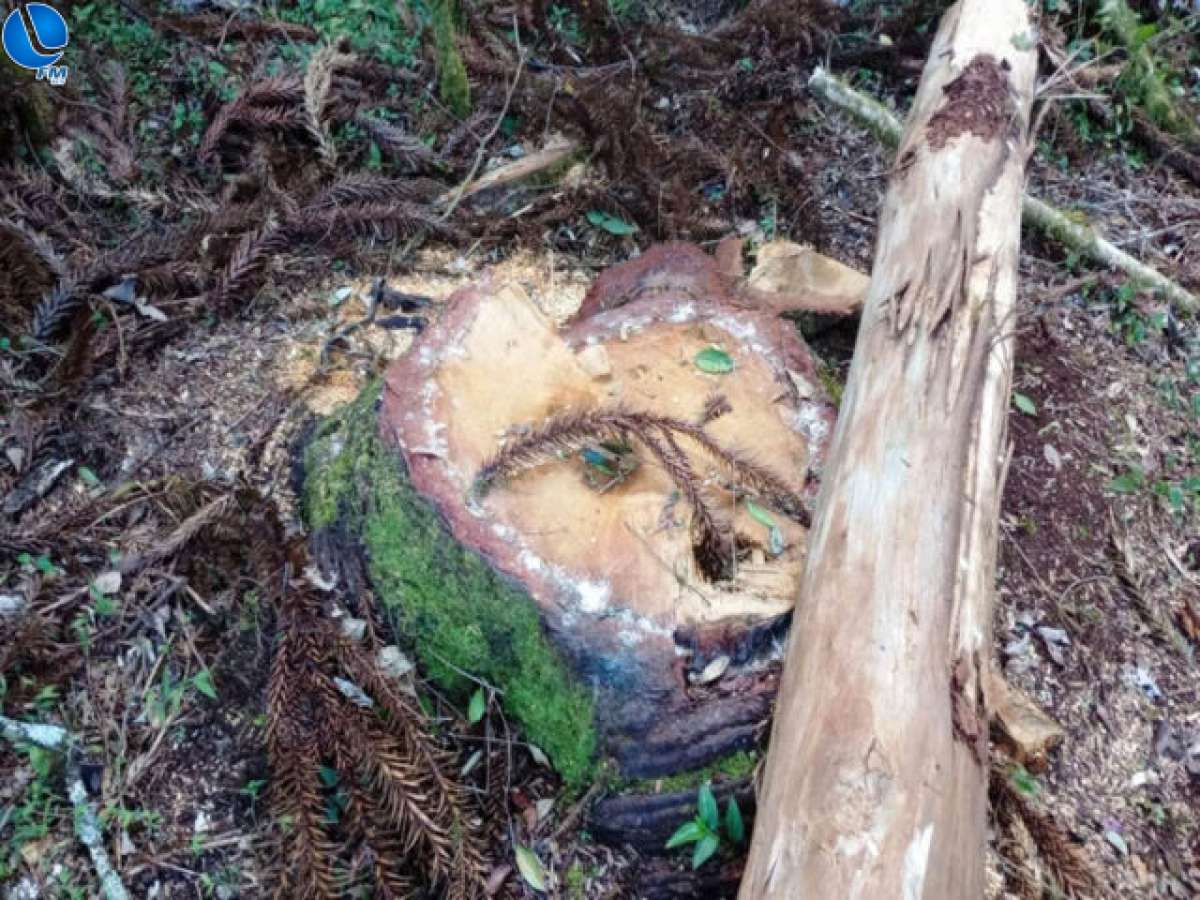Em três propriedades rurais, PATRAM flagra o corte de mais de 60 pinheiros