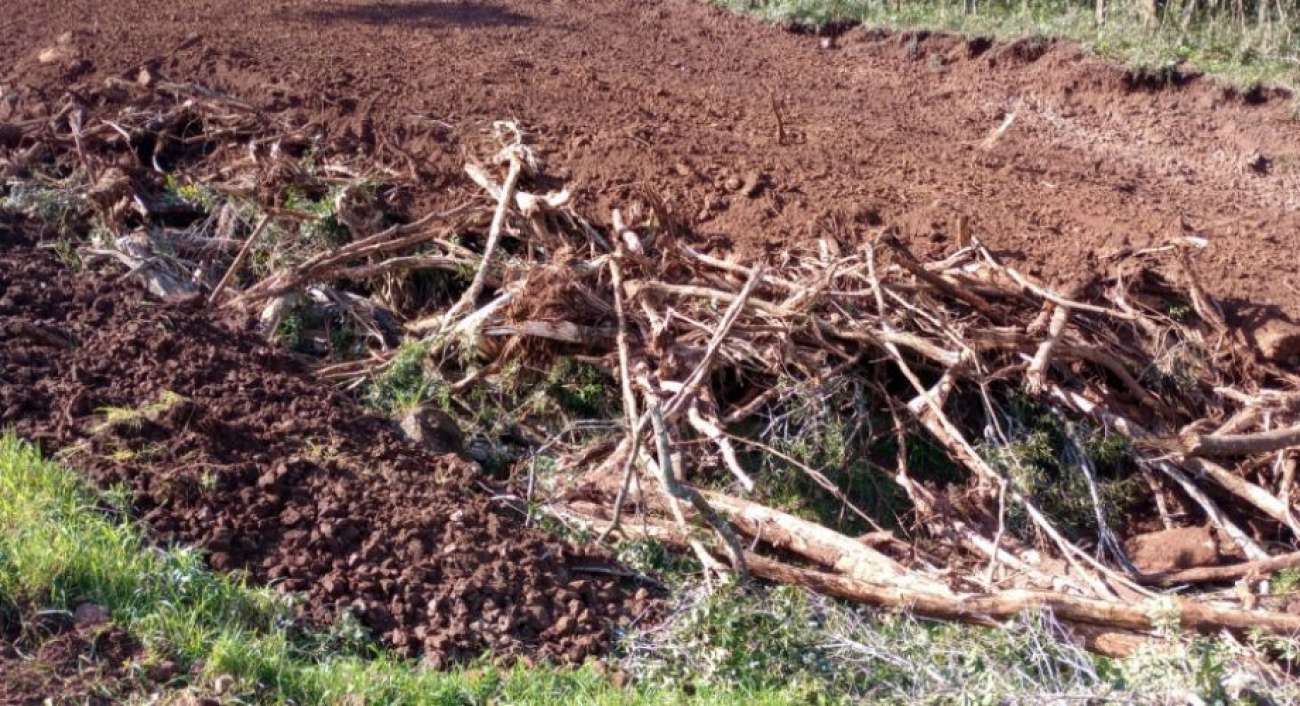 Polícia Ambiental flagra crime de destruição de mata nativa em Ibiraiaras