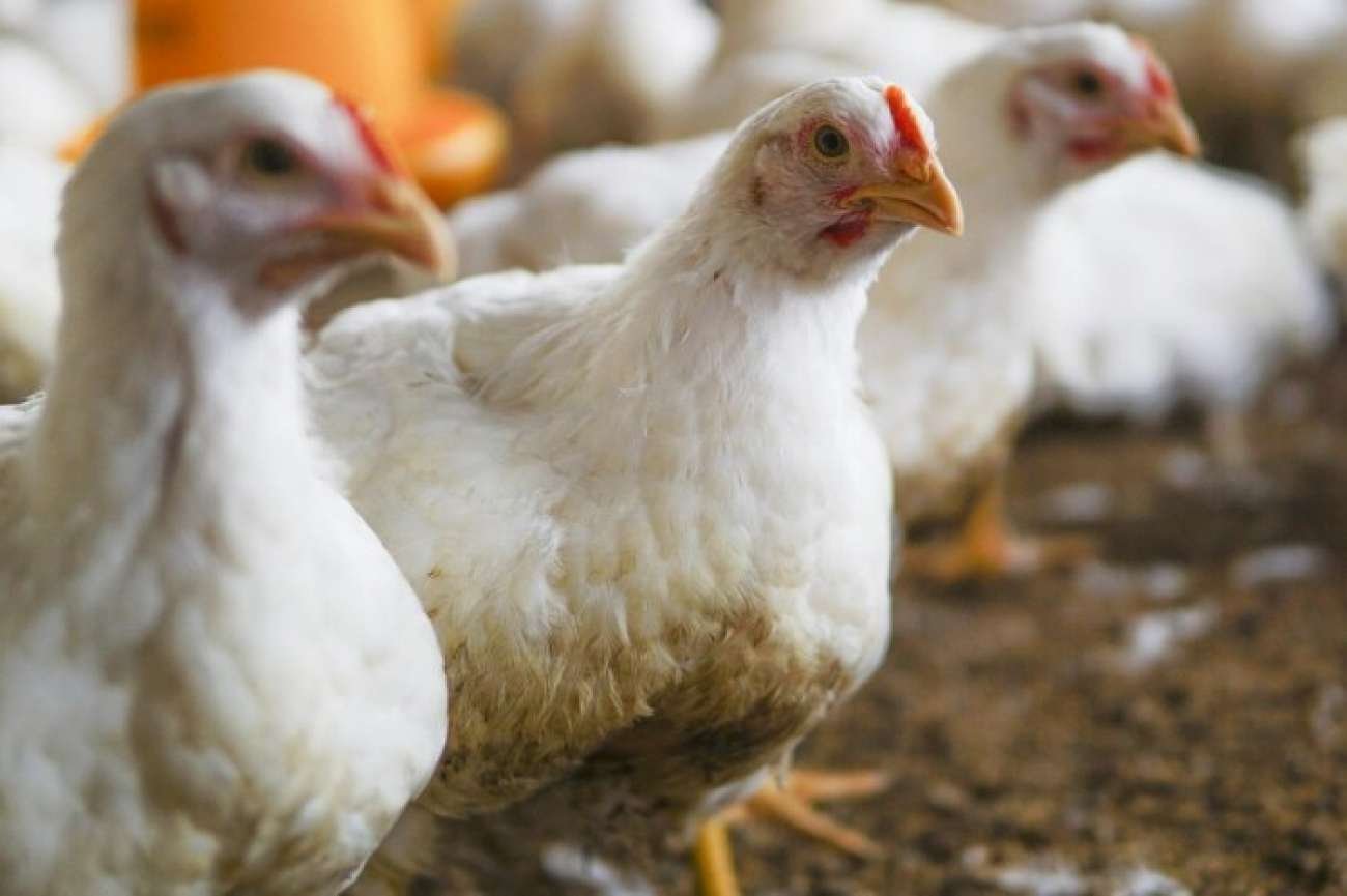 Secretaria da Agricultura publica Nota Técnica com orientações sobre controle da influenza aviária