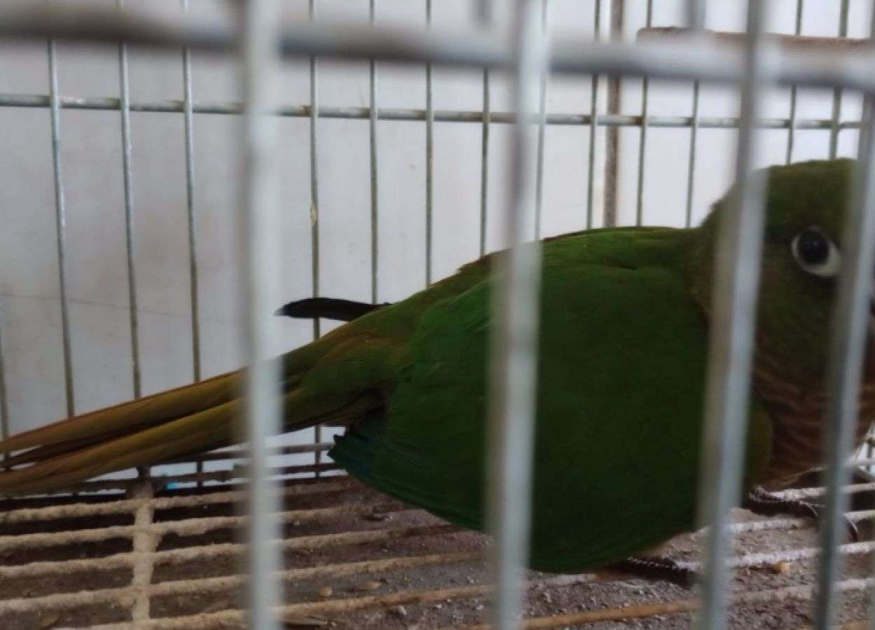 PATRAM apreende Tiriva e Cotia em Lagoa Vermelha