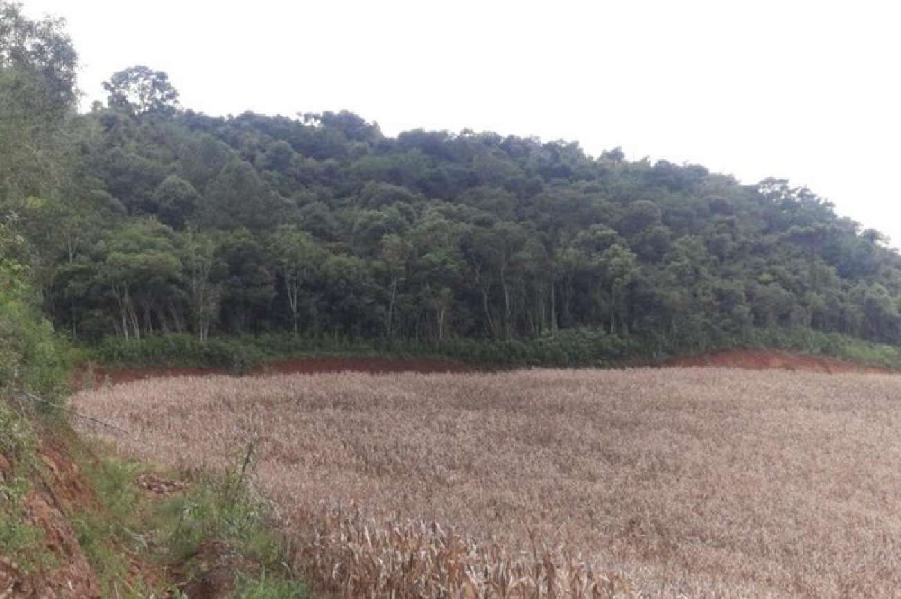 Mais de 13 hectares de Mata Atlântica são destruídos no norte do RS em menos de uma semana