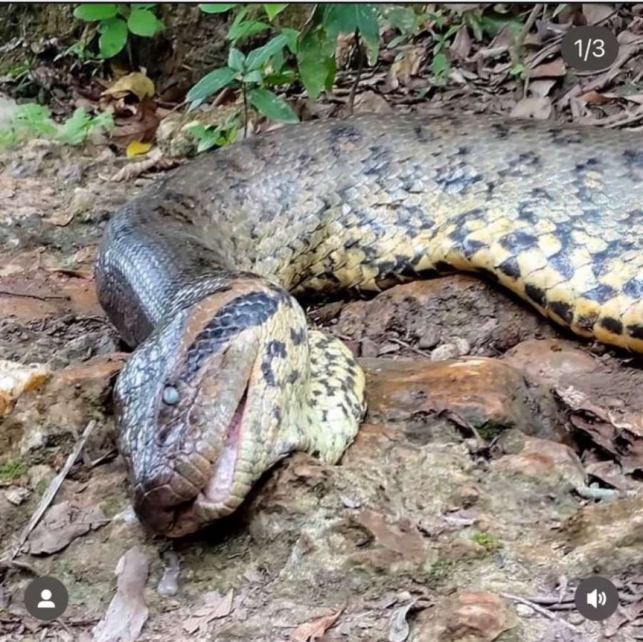 Sucuri gigante é encontrada morta em Bonito, no Mato Grosso do Sul, e polícia abre investigação