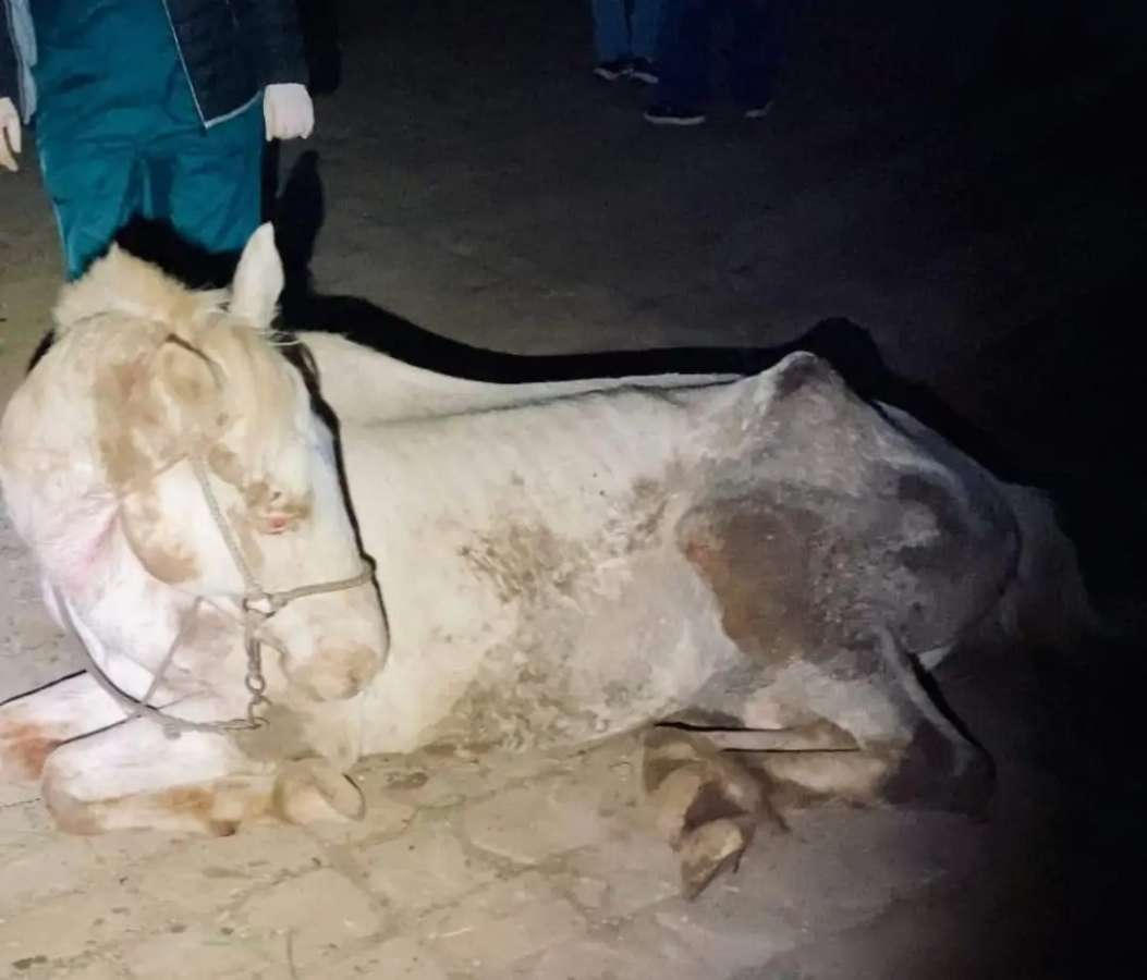 Cavalo é arrastado por carro e abandonado na rua, em Vacaria