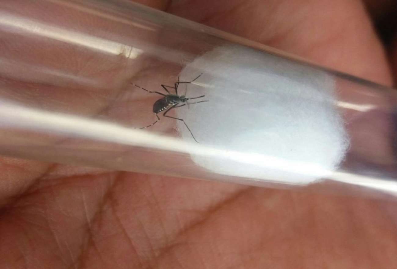 Com novo óbito, Passo Fundo soma três mortes por dengue neste ano