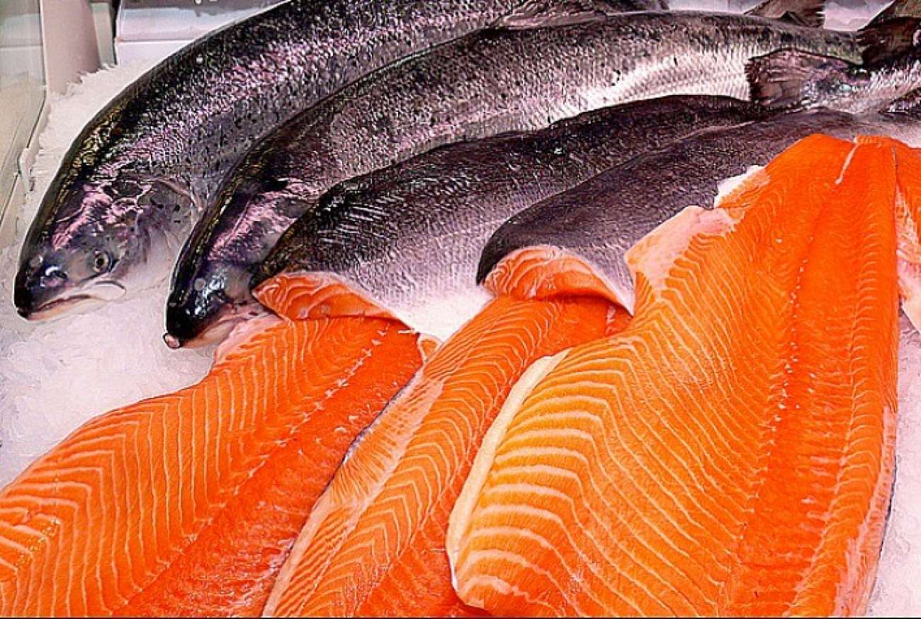 Por que não existe salmão no Brasil?