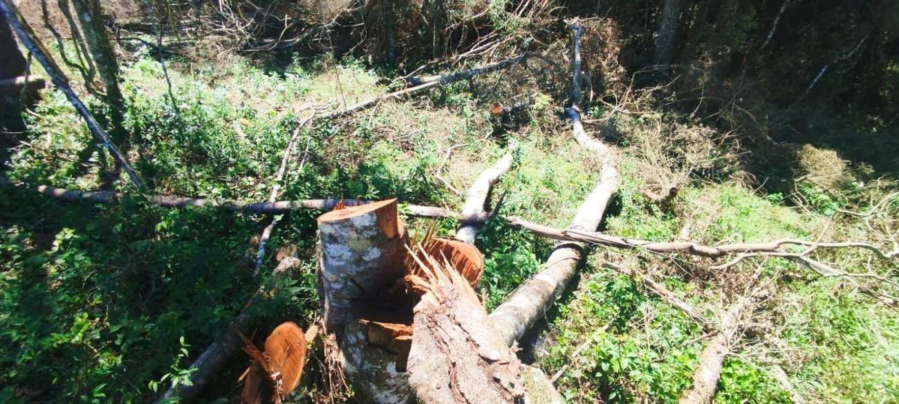 Brigada Militar flagra desmatamento no município de Ciríaco