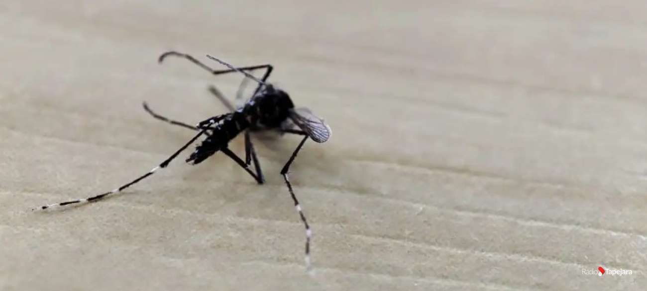Brasil ultrapassa 1 milhão de casos prováveis de dengue em 2025