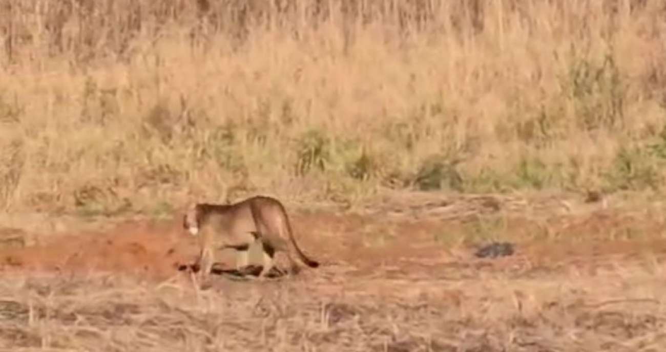 Leão-baio é visto às margens da Transbrasiliana em Passo Fundo