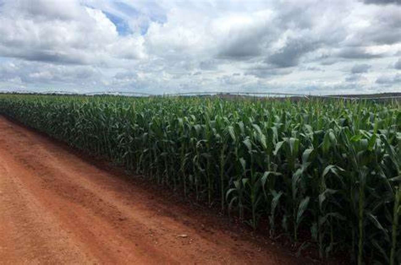 Coxilha lança programa extraordinário para recuperação de lavouras de milho e sorgo