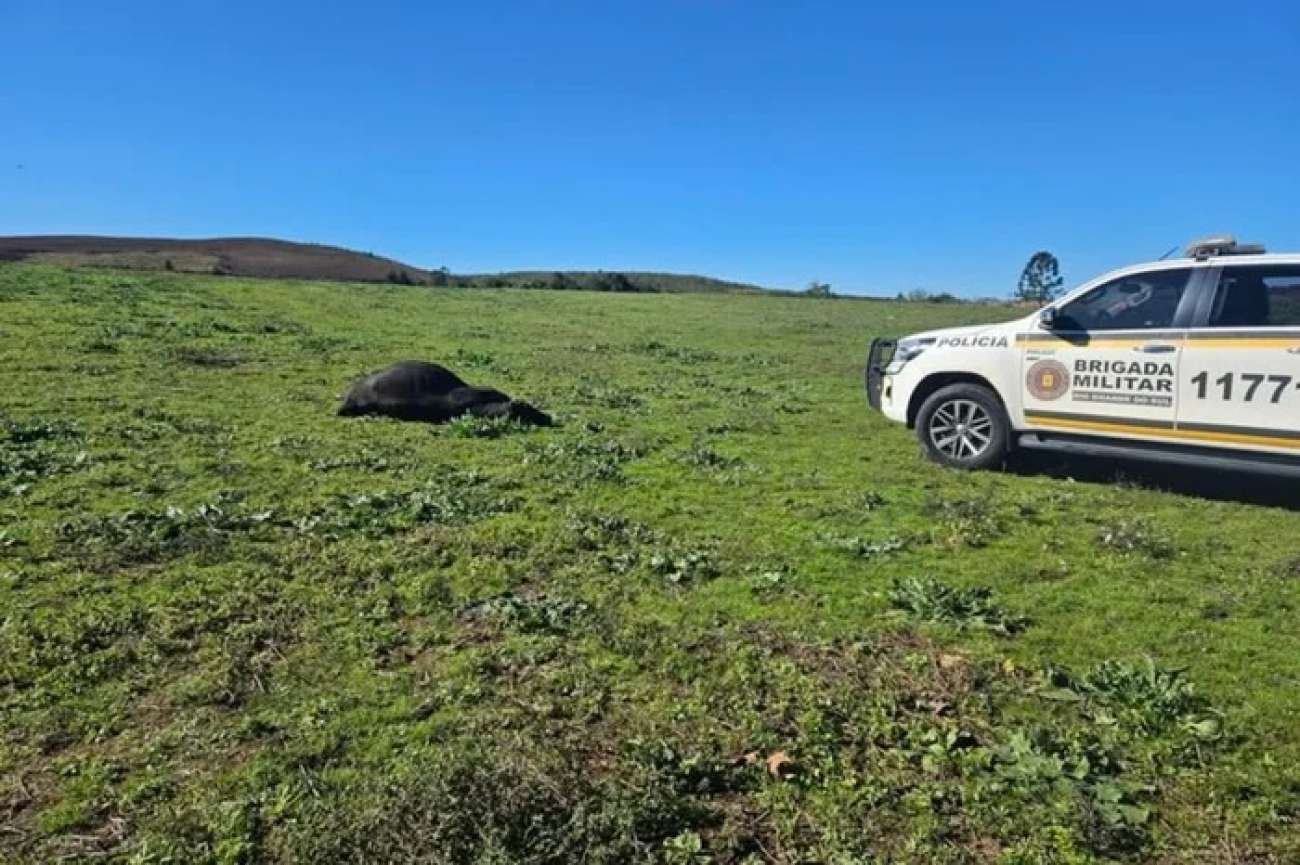 Homem é atacado por touro e morre na área rural de Soledade