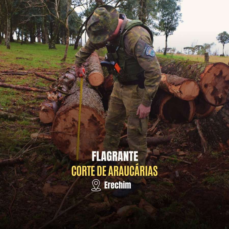 Batalhão Ambiental flagra corte irregular de Pinheiro Brasileiro em Erechim