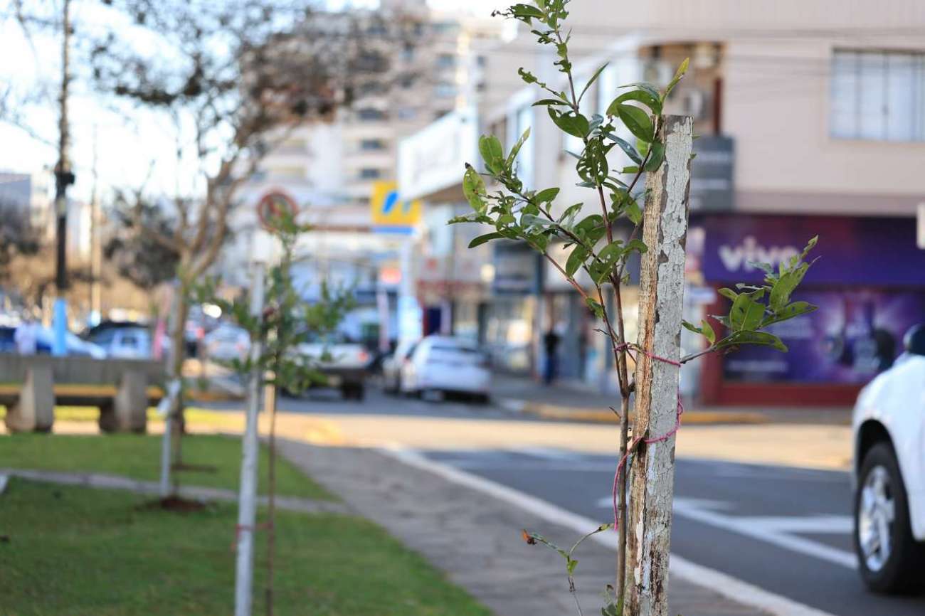 Projeto Arboriza Tapejara estabelece metas para ampliar a arborização urbana