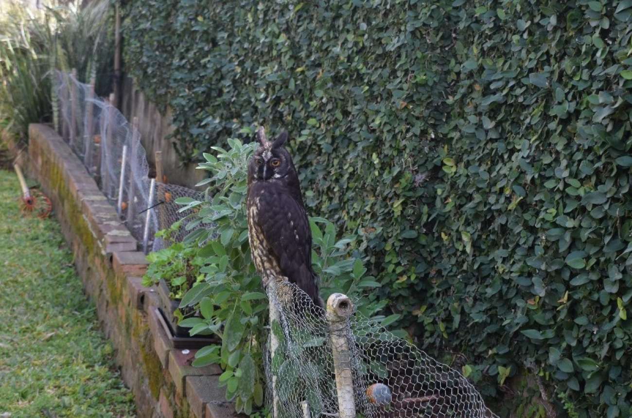 Batalhão Ambiental resgata coruja mocho-diabo em Erechim