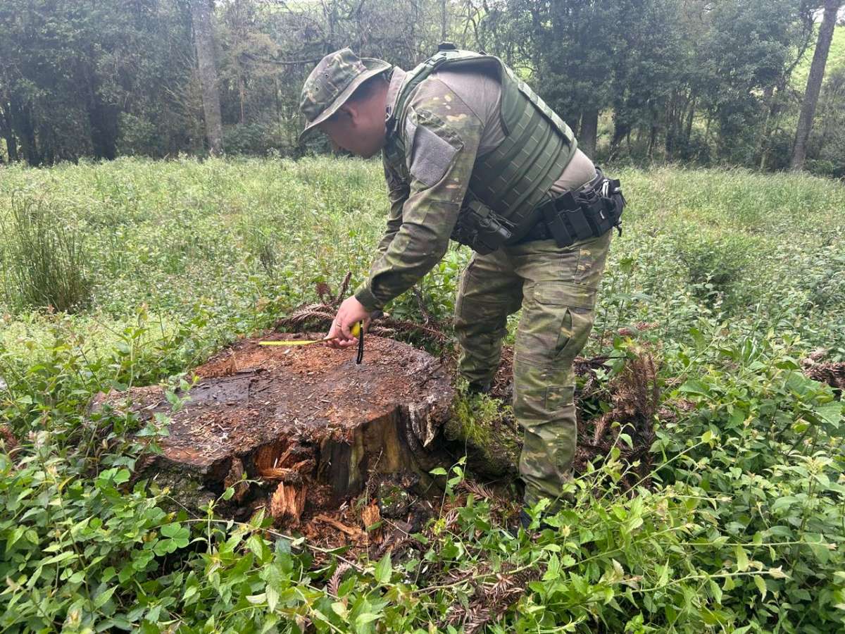 Brigada Militar constata crime ambiental em Água Santa