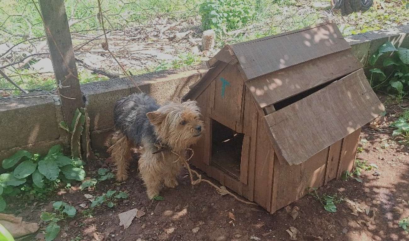 Moradores mudam de endereço e deixam cachorro amarrado na antiga residência, em Cacique Doble