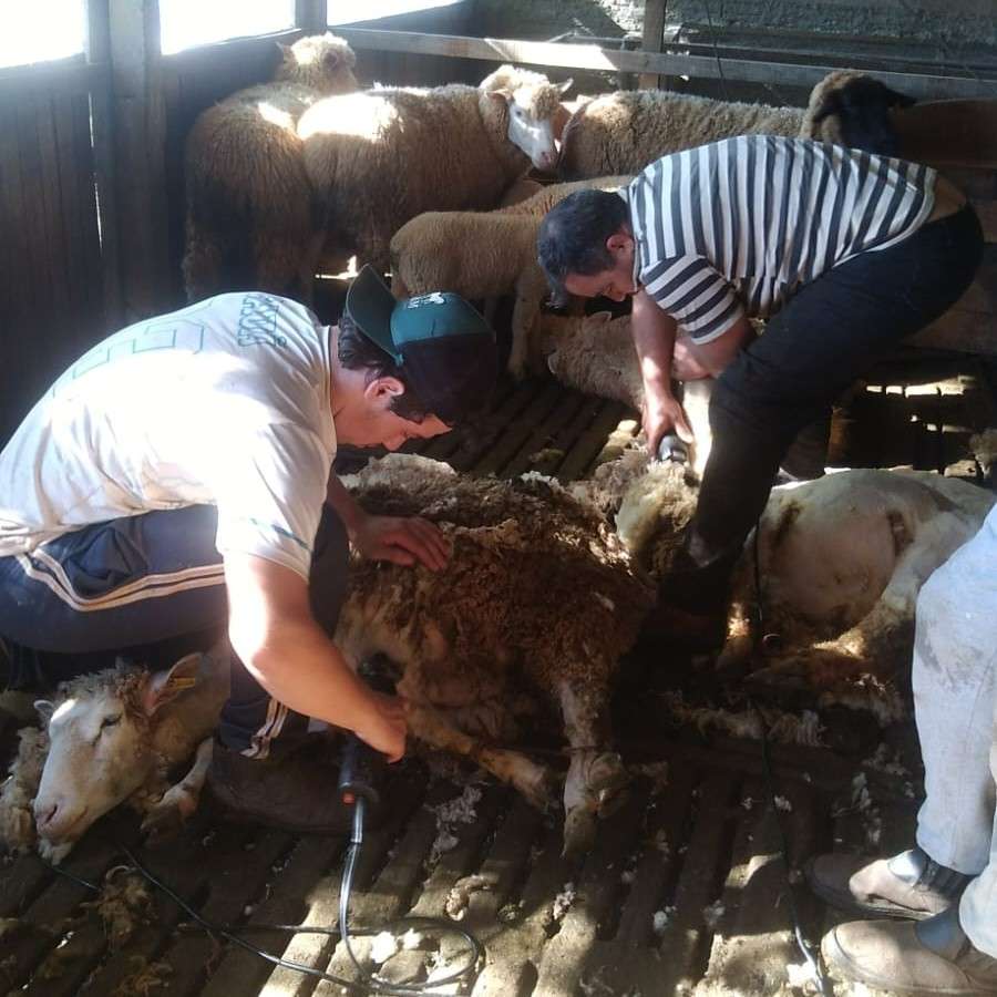 Secretaria de Agricultura realiza tosquia anual de ovinos em Vila Lângaro