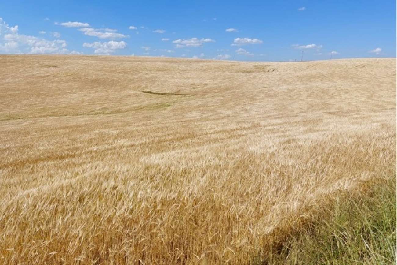 Inicia a colheita de cevada com bom rendimento e grãos de alta qualidade industrial