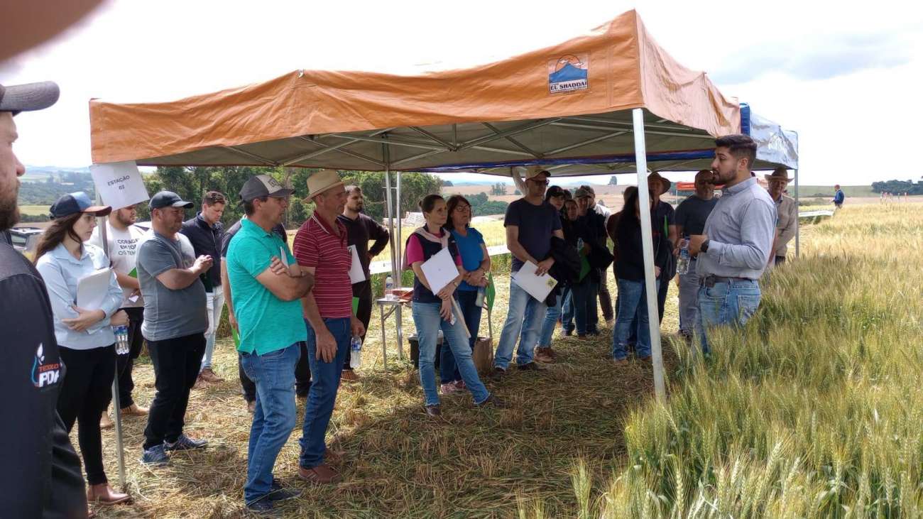 Dia de Campo do Trigo reúne produtores e fortalece agricultura em Ibiaçá