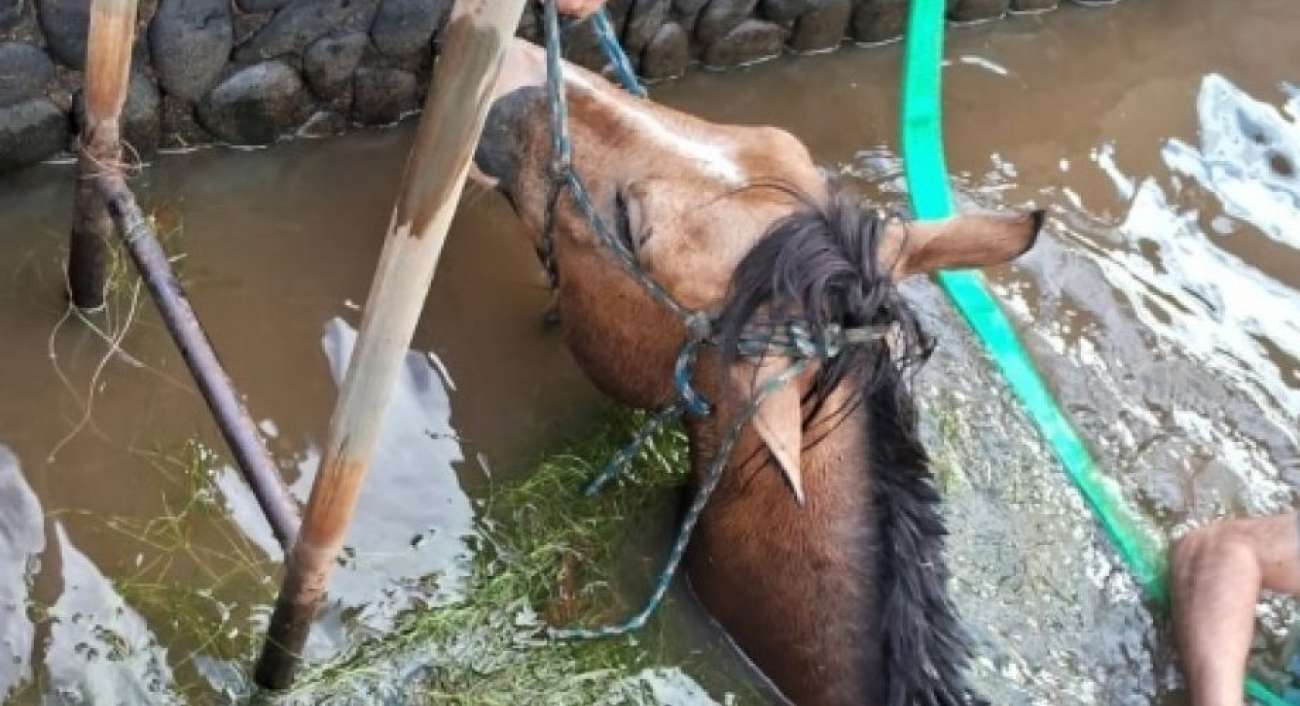 Bombeiros resgatam cavalo que caiu em piscina em Lagoa Vermelha