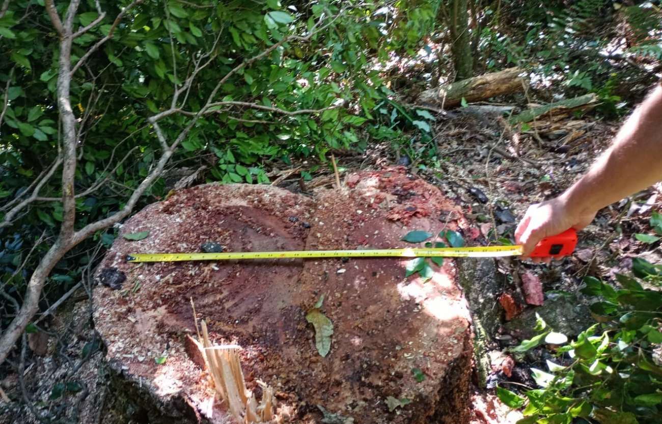 PATRAM flagra desmatamento e corte ilegal de araucárias em Ibiraiaras