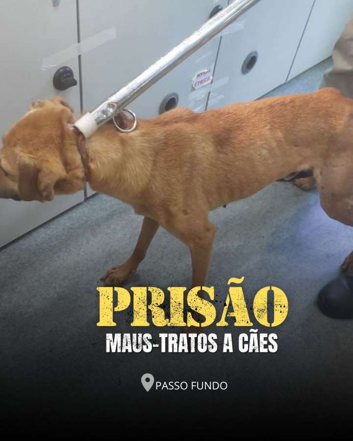 Mulher é presa, pela Brigada Militar, por maus-tratos a cães em Passo Fundo