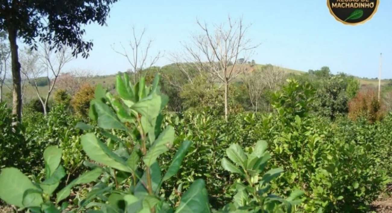 Dez municípios da Amunor integram Indicação Geográfica “Erva-Mate Região de Machadinho”