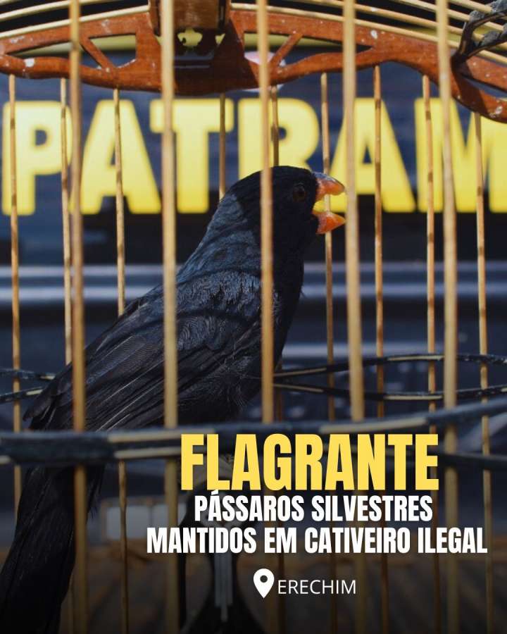 Brigada Militar resgata pássaros silvestres de cativeiros ilegais em Erechim