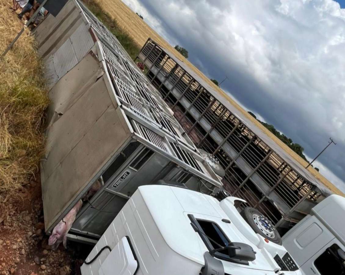 Caminhão carregado de suínos tomba na ERS-475, em Charrua