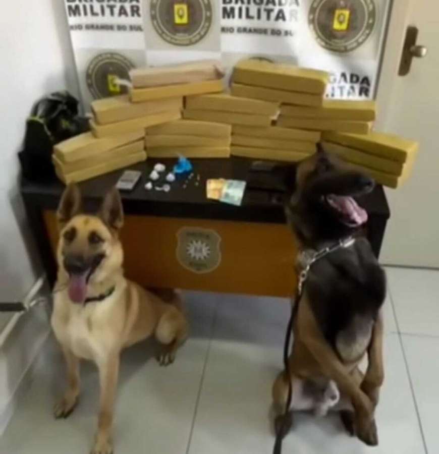 Ação do Canil do 3º BPChq resulta na prisão de suspeito e apreensão de mais de 22 kg de drogas em Passo Fundo