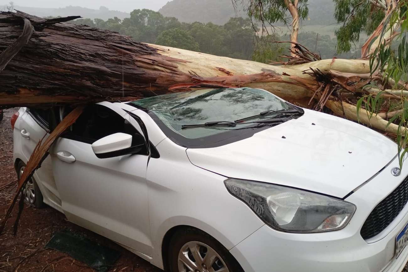 Temporal: Árvore de grande porte atinge carro com família a bordo entre Ibiaçá e Santa Cecília do Sul