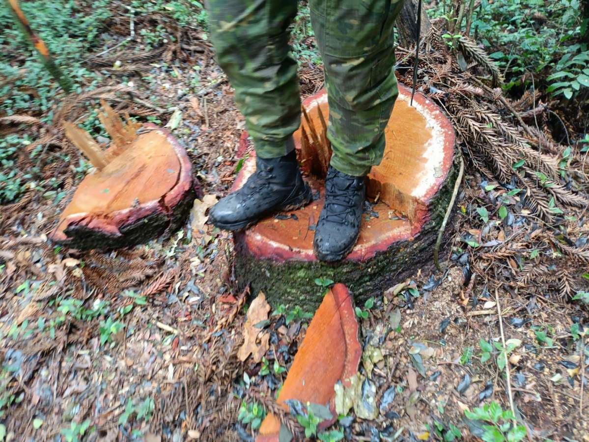 Brigada Militar flagra corte ilegal de Araucárias em Fontoura Xavier