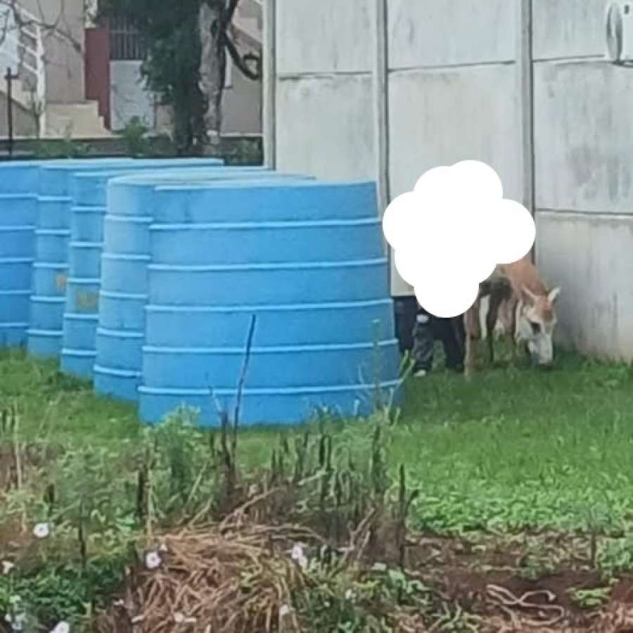 Protetores de animais denunciam agressão sexual contra égua em Tapejara