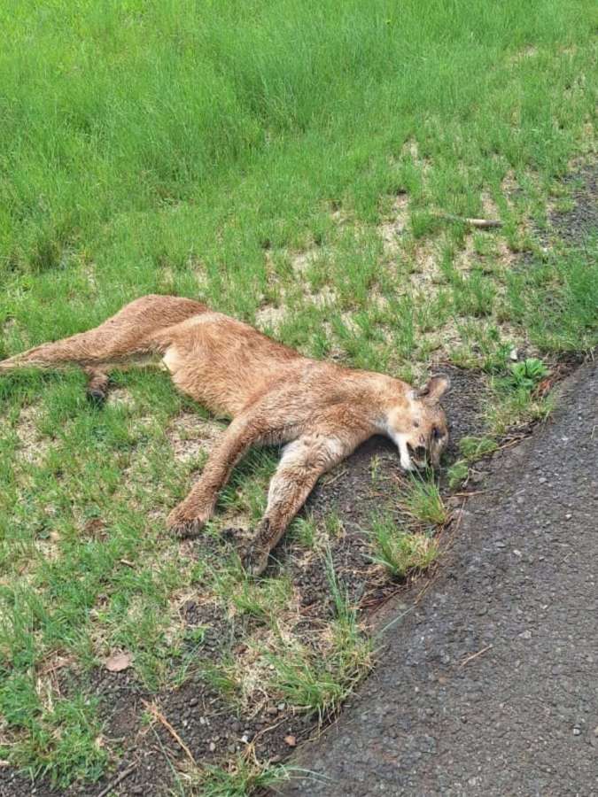 Mais uma onça é atropelada em trecho da BR-386 entre Santo Antônio do Planalto e Carazinho